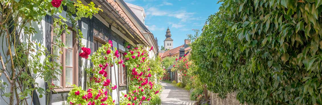 Små fina gränder i Visby med rosorna i full blom
